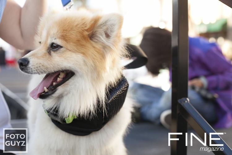 Photos by Will Grayson of Foto Guyz