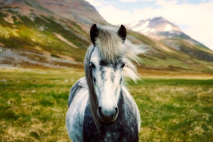 A Beautiful Horse in the Wild