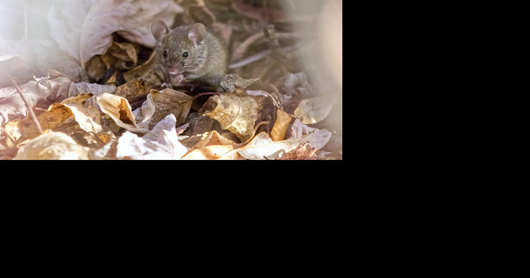 7 Fall Home Maintenance Tasks That Keep Pests Out All Winter | Home Design