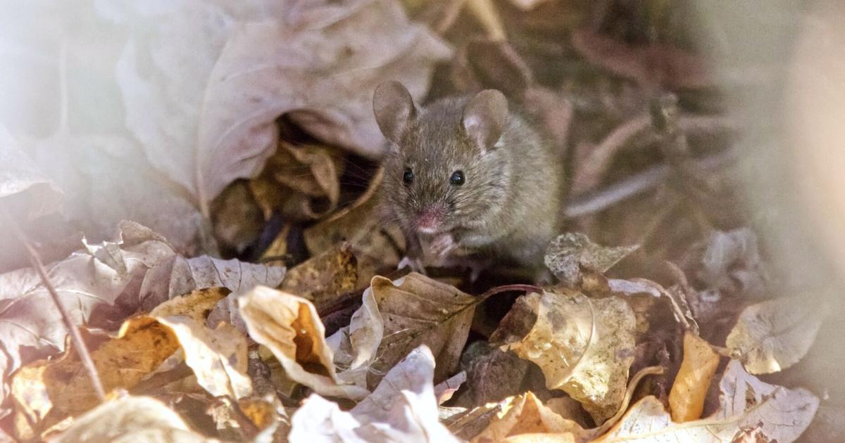 7 Fall Home Maintenance Tasks That Keep Pests Out All Winter | Home Design 7 Fall Home Maintenance Tasks That Keep Pests Out All Winter | Home Design