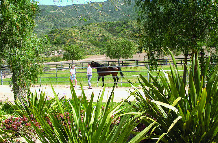 Wynn-Smith Perfects Equestrian Landscaping