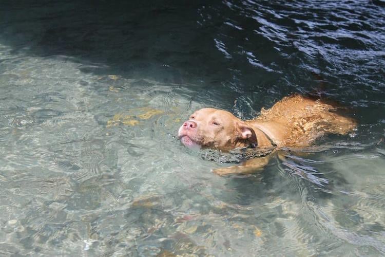 Dog-Friendly Parks and Beaches