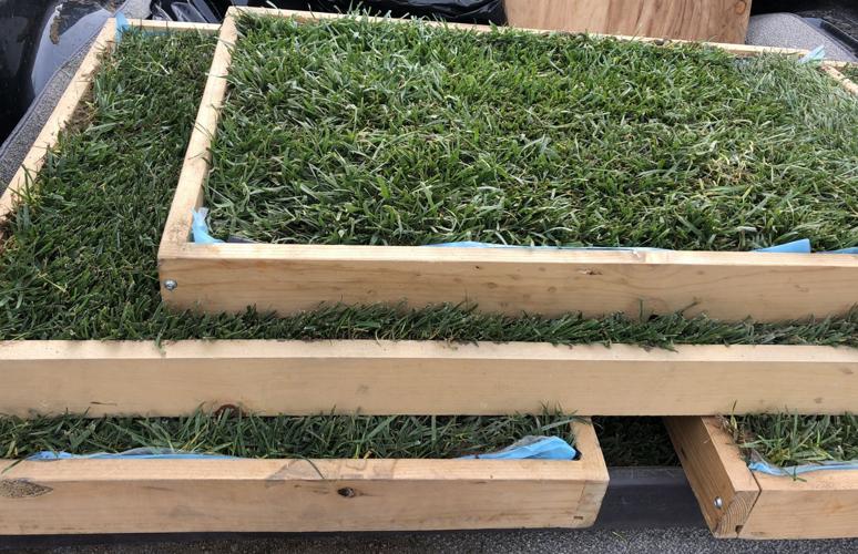 Urban Dog Solutions: A Superior Product