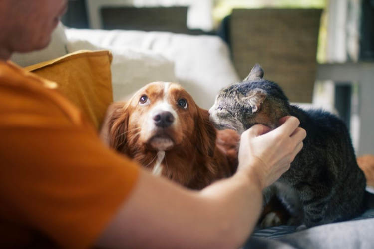Service Animal vs Emotional Support Animal Explained