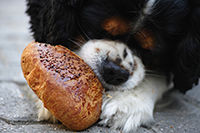 5 Restaurants to Enjoy with your Dogs in San Diego