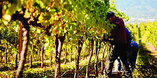 A History of San Diego Wineries