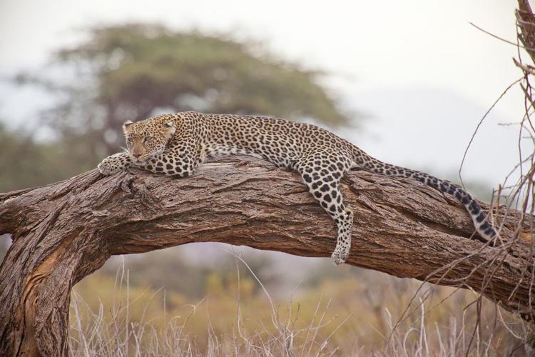 Luxury Safari Holidays in Africa: Where Adventure Meets Elegance