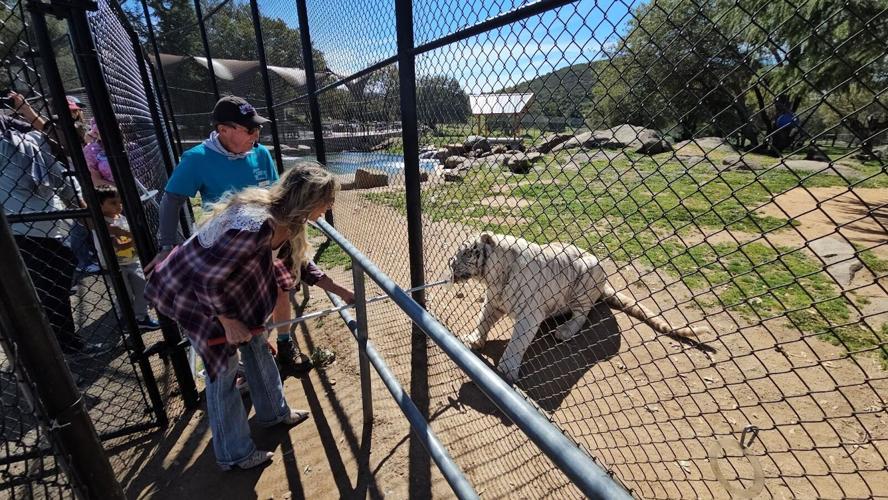 A Day of Second Chances at Lions Tigers & Bears, a Big Cat Sanctuary in San Diego