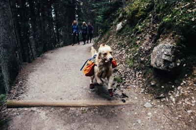 1 - 10 Reasons to Take Your Pet on a Smoky Mountains Trip