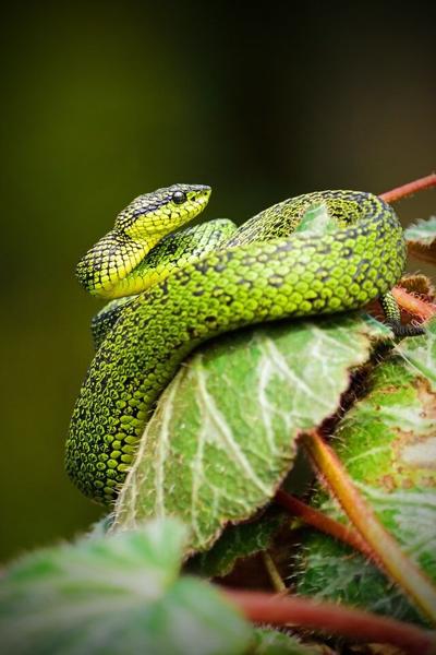 Caught a Snake? Here Is What to Do