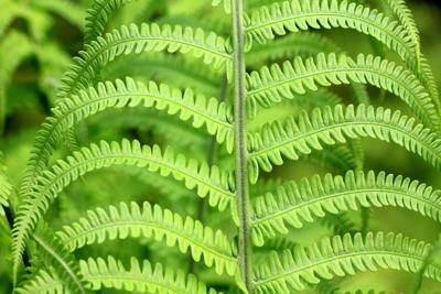 Discover the Top 8 Most Beautiful Ferns for Sale Online