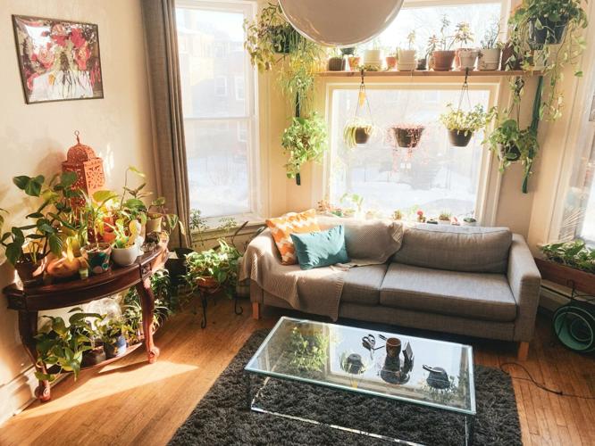 The Green Haven is  A Guide to Creating Indoor Oases through Thoughtful Plant Design in Your Home