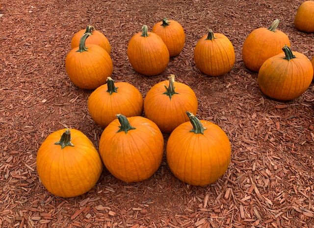 Tips for choosing Halloween Deposit photos photography