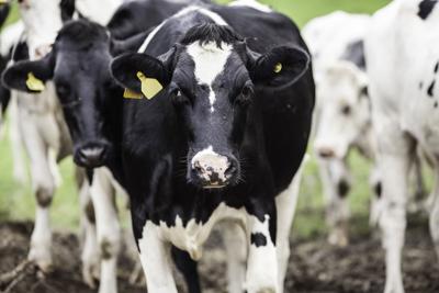 What Are The Differences Between Grass-fed, Grass-finished and Organic Beef?