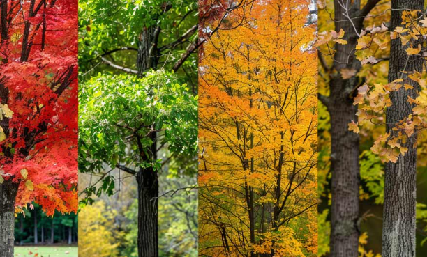 Seasonal Tree Care Across U.S. Climates: A Homeowner’s Guide