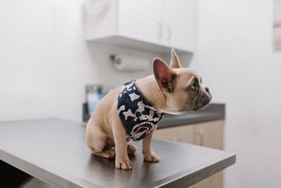 Why Are Puppy Shots Important?