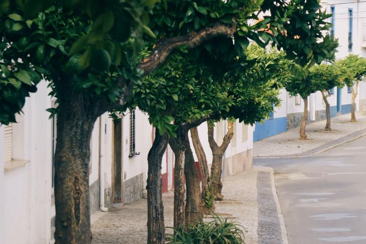 Trees that benefit from regular and correct pruning