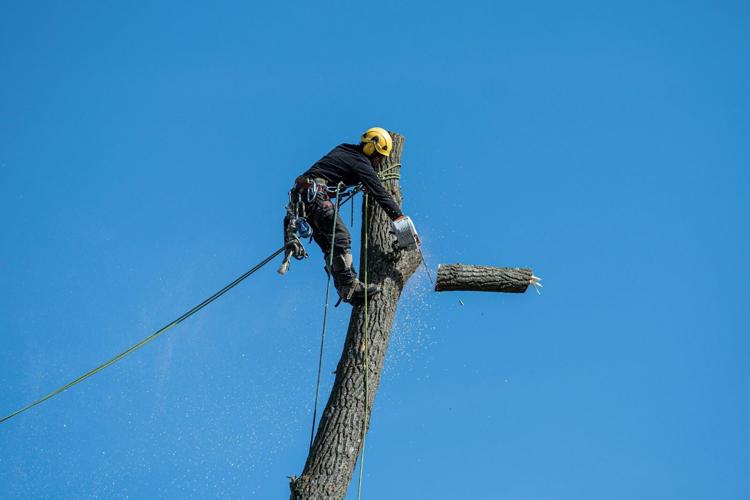 Why Hiring a Professional Tree Removal Service is Worth the Investment