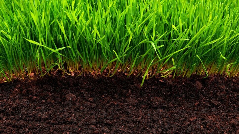 Why a Healthy Lawn Starts With What Happens Beneath the Surface | Home ...