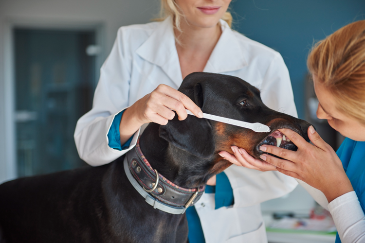 A Practical Guide to Pet Care: From Hoof Health to Dog Dental Care