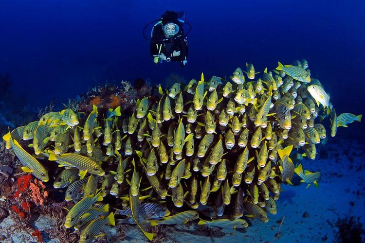 Discovering the World's Most Underrated Scuba Diving Destinations