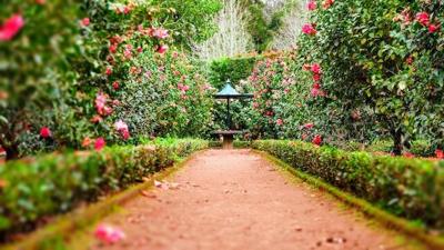 Garden paths with roses are one option for giving your garden the wow factor