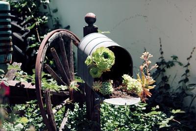 Creating A Succulent Garden