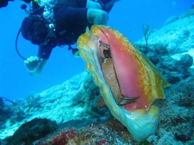 The Best Reasons Why You Need to Try Scuba Diving on Your Next Trip