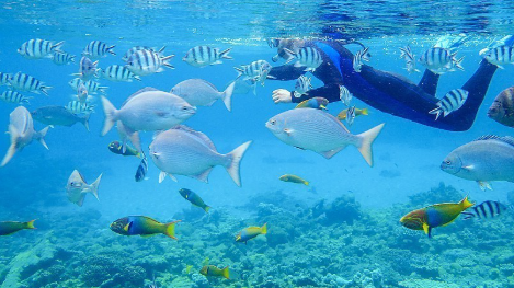 Under the Sea: Diving into Japan’s Best Marine Life Spots