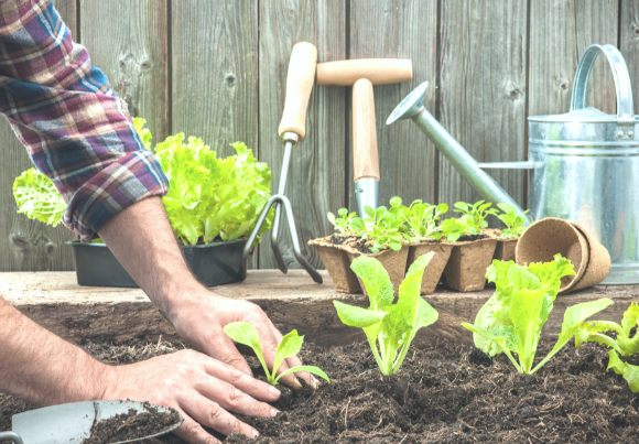 Home Gardening: Maintaining Your Own Greenhouse