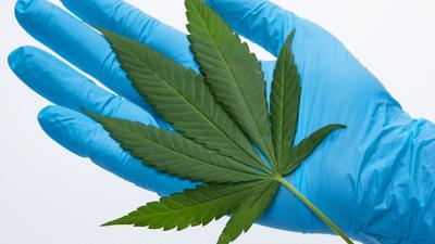 Indica Strains for Evening Relaxation