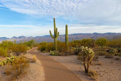 The Arizona desert landscape is harsh, dry, and beautiful