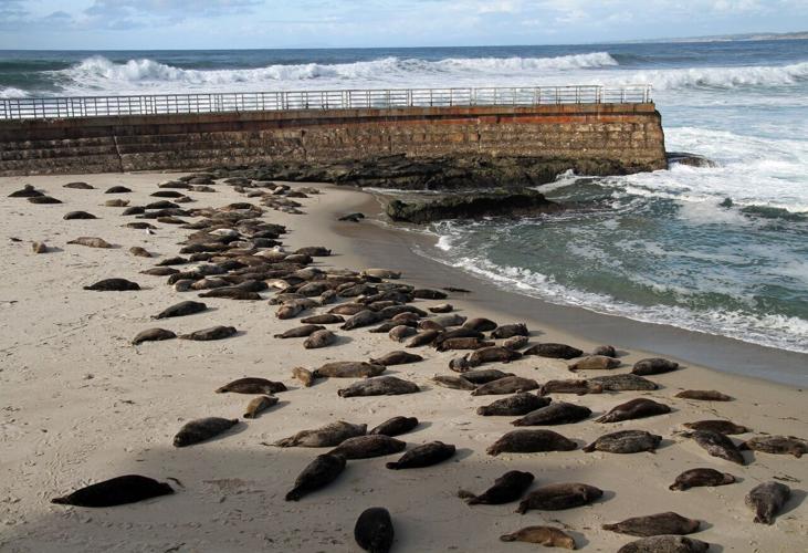 Fun & Free Things to Do in San Diego! sea lions