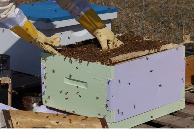 How to Get Started With Beekeeping