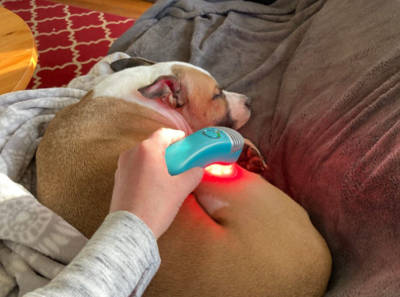 Does Red Light Therapy Support Recovery After Common Dog Injuries?