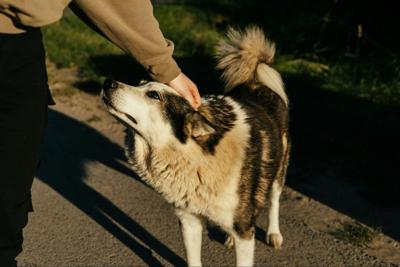 Built on Purpose: How American Service Pets Is Bringing Peace of Mind—One Patient, One Pet at a Time
