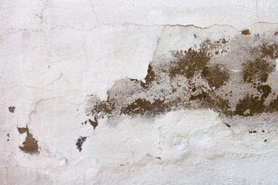 Mold on wall which can greatly affect your health