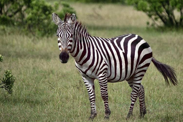 Immersive Wildlife Holidays That Bring You Closer to Nature