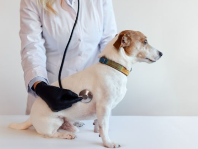 Modern Pet Wellness Habits Every Owner Should Consider
