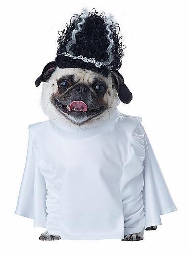 Top Pet Costumes