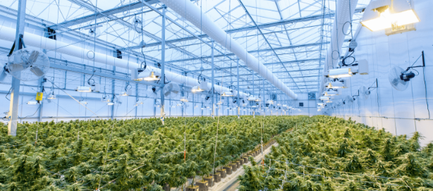 Technology-Driven Transformations in the Cannabis Industry