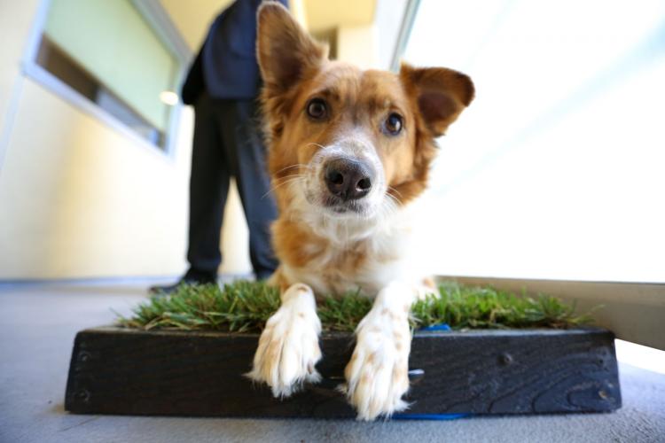 Urban Dog Solutions: A Superior Product