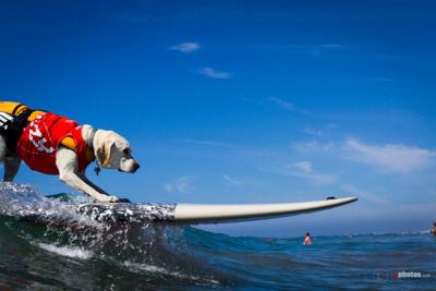 The Annual Unleashed Petco Surf Dog Competition Surfs into San Diego