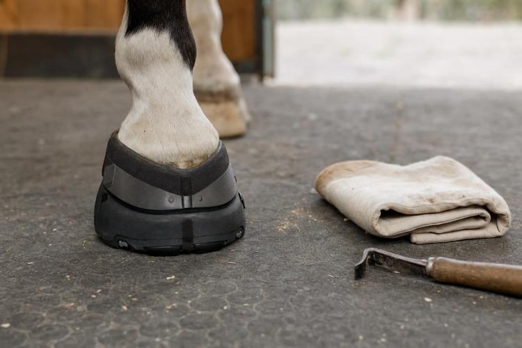 A Practical Guide to Pet Care: From Hoof Health to Dog Dental Care