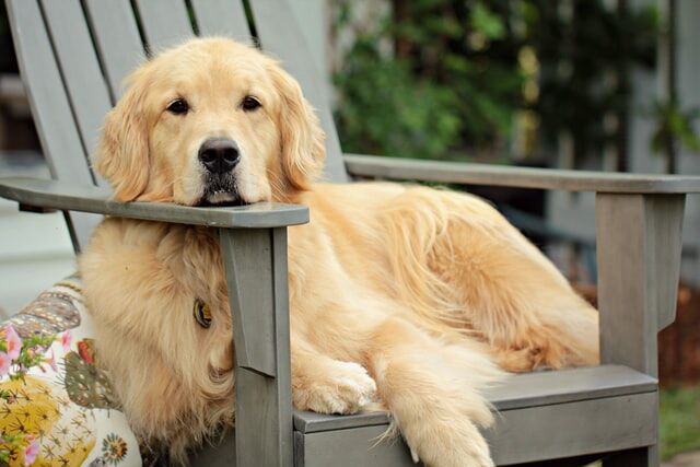 Thinking Of Having A Golden Retriever? Here's What To Prepare