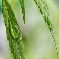 The Many Advantages of Using Cannabis Oil