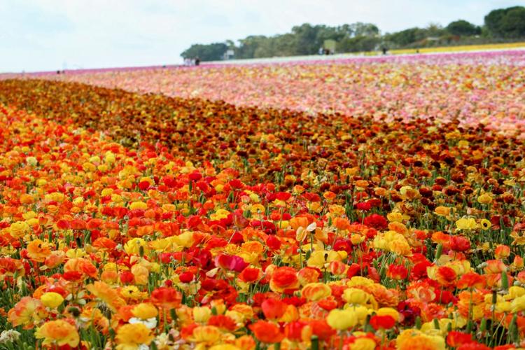 Carlsbad Flower Fields: A Cool Activity to Take Mom
