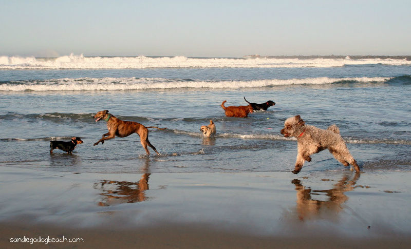 San Diego Saturdays at the Beach!