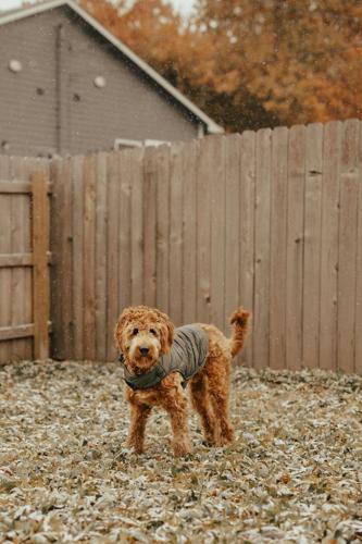 How to Get Stains Out of Carpet: A 2025 Step-by-Step Guide for Every Spill and Fiber