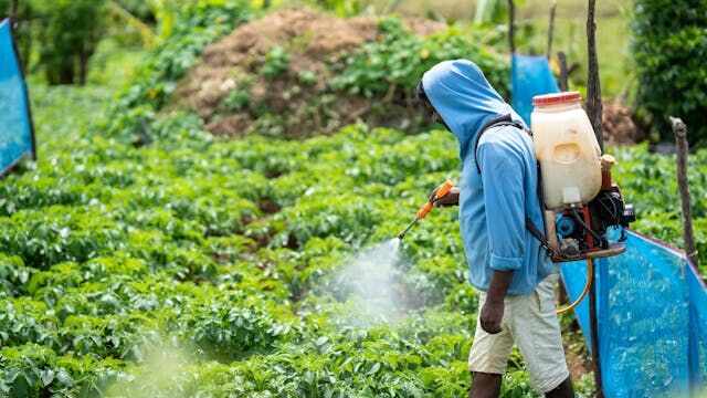 What Does Pest Control Do?